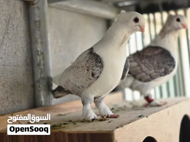 جوز حمام طوربيد من سلالة بلاد الشام