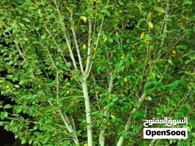 216 m2 4 Bedrooms Townhouse for Sale in Basra Qibla