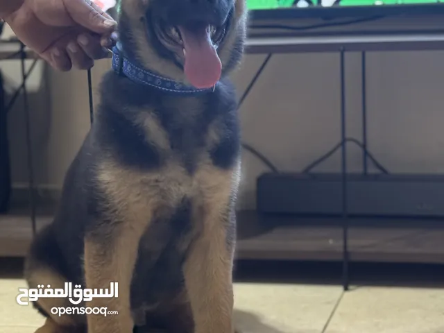 German shepherd show line