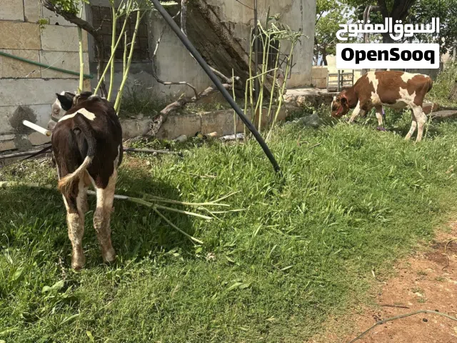عجول سمنتال تركي