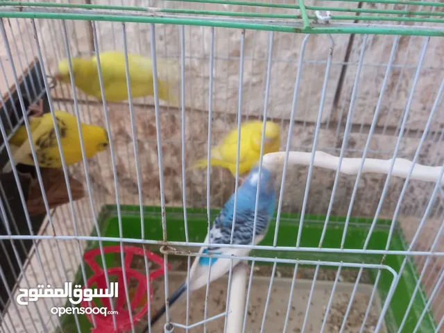 جوزين 2 عصافير حب مع قفصين