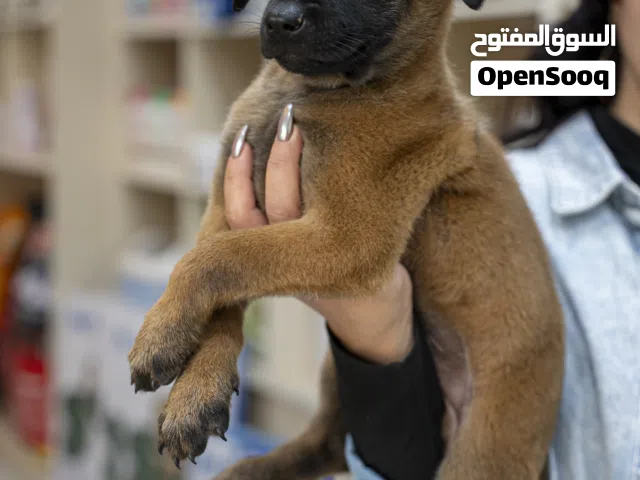 جراء بلجم مالينو للحراسه داريف عالي مع جميع مستلزماته شامل التوصيل والفحص