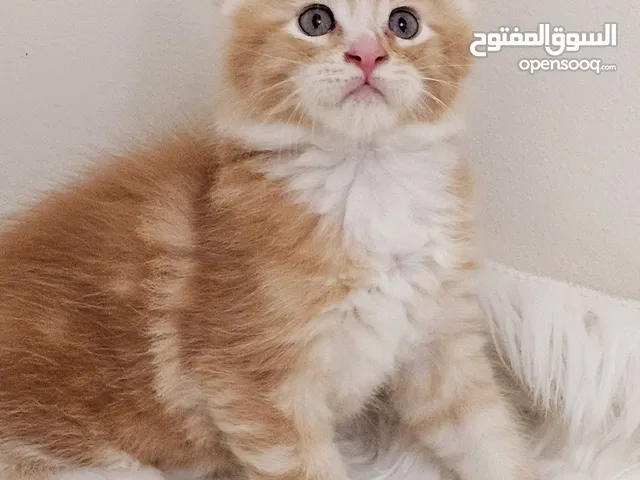 mainecoon male kitten available.