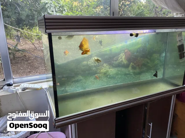حوض سمك وارد اوربي زجاج سوكاريت