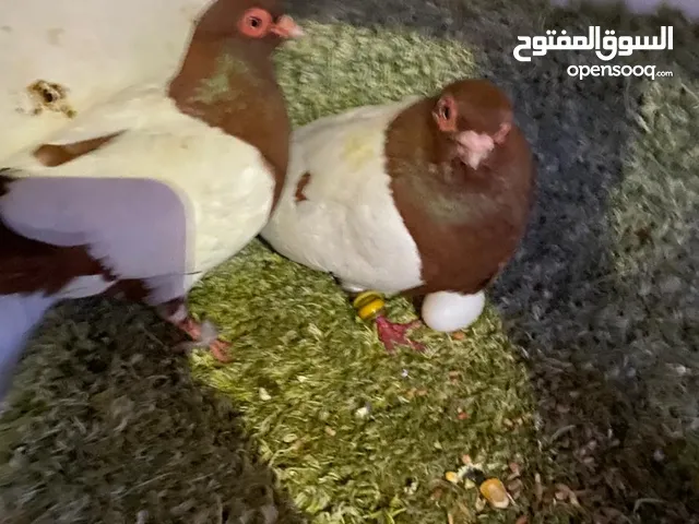 حمام للبيع جاوا اقرا النص