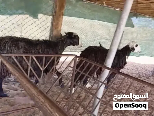 جعد مهجنات نجدي الاحجام الكبيرة