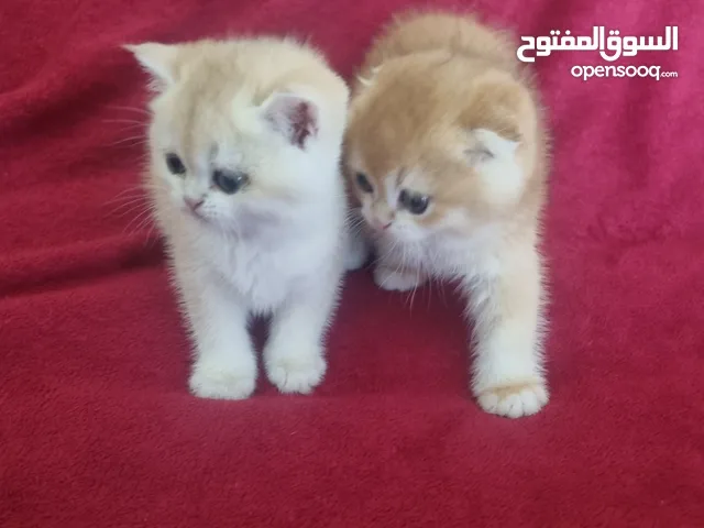 Scottish and British kittens