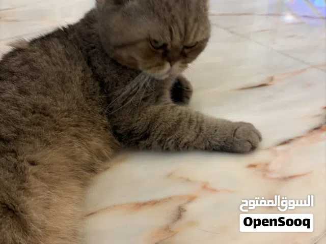 سكوتش فولد اصلي للتبني