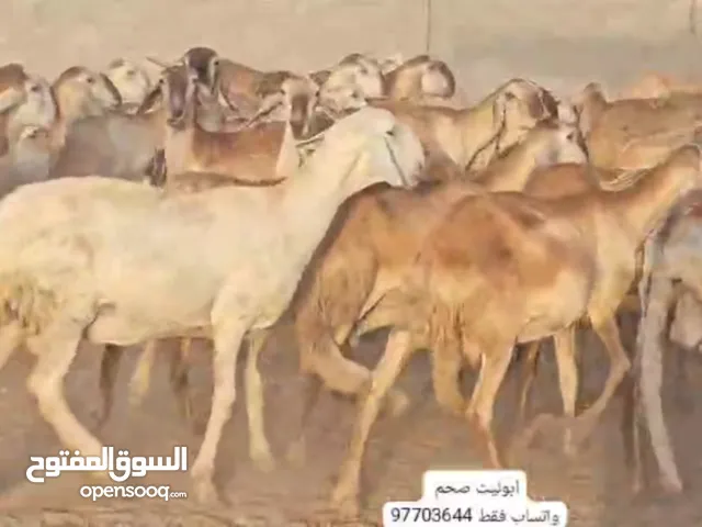 جعد تربية من افظل سلالات متوفر سوداني سواكن