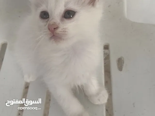 قط شيرازي ابيض للبيع