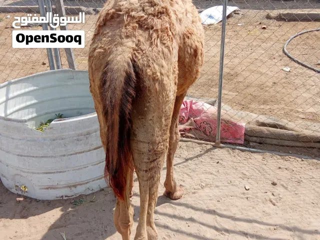 قعود للبيع وسمين ماشاء الله
