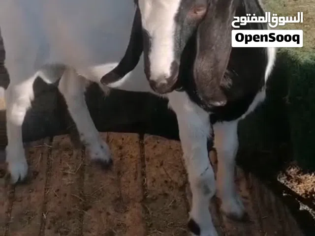 تيس  برقوت