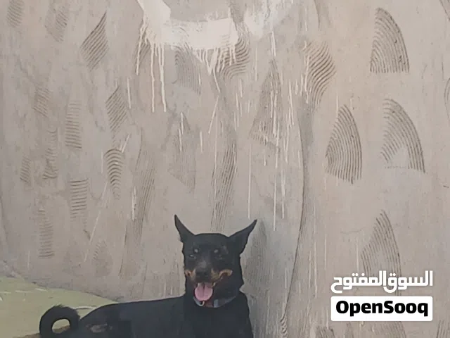 دكر شواوا شراسه اوامر لأتصال .رقم  موجود فل  وصف الهتف الخاص بل حساب مقفل مكاني سوق جمعه وسلام عليكم