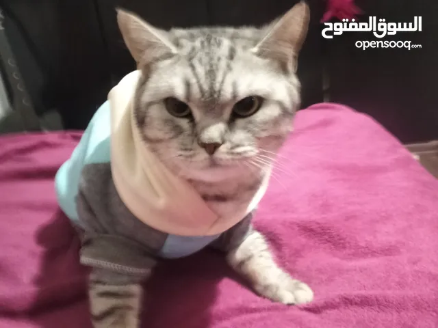 قطه مستعمله للبيه