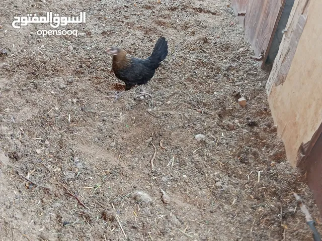 فراخ للبيع السلط