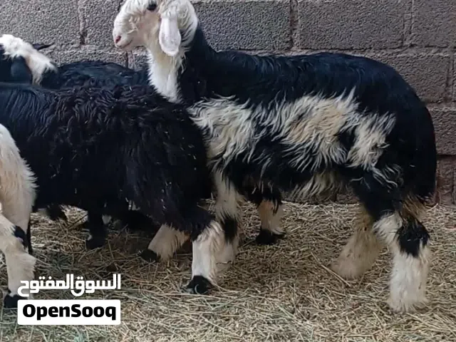 كبشان و حملات للبيع