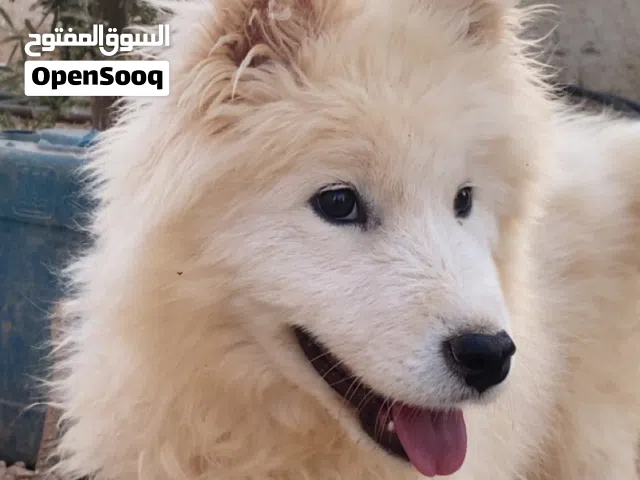 للبيع المستعجل وسعر مغري جدا كلب سامويد