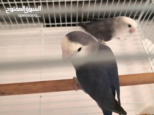 زوج روز أنتاج