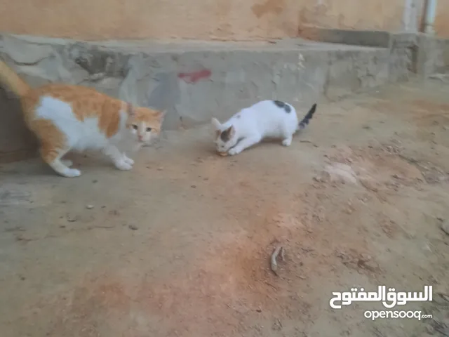 قطط للبيع وانثي وقطط بلدي