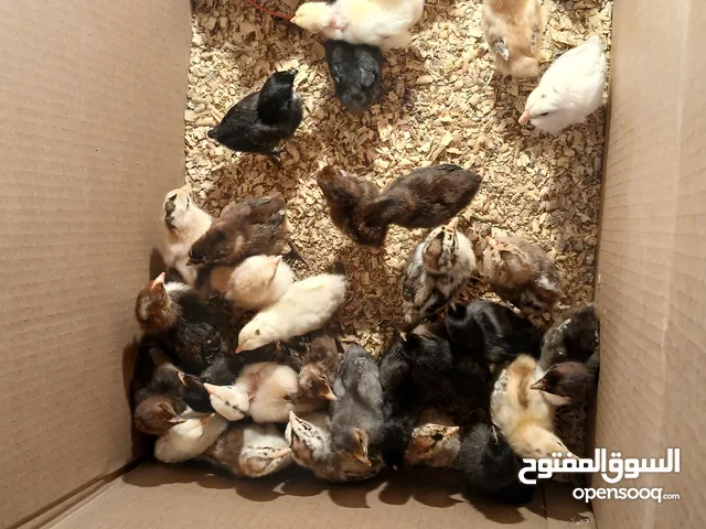 شواشيو دجاج مشاء الله