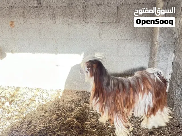 تيس عماني بصحه ممتازه الوصف هام