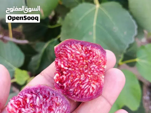 شتلات ترقيد هوائي ومضمونه المصدر بأسعار طيبه