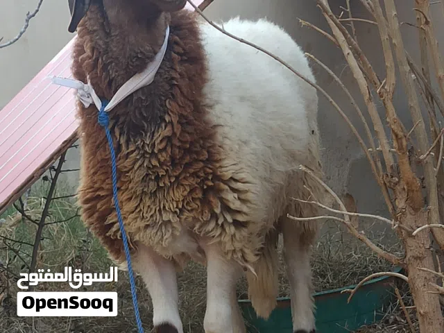 كبش مش مبدل تبارك الله مكان صبراته يوجد توصيل 2200