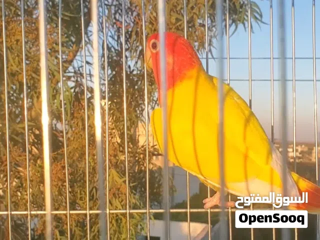 فحل روز اوبلاين احمر عين حمرة نخب اول