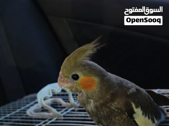 فرخ كوكتيل اقرا الوصف