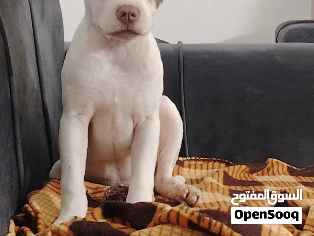انثى بيتبول وذكر يوركشاير