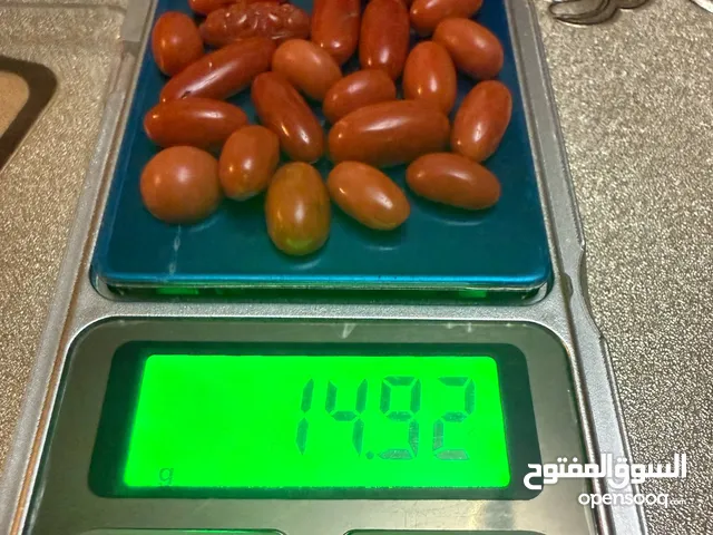 مرجان تونسي طبيعي
