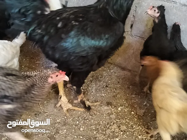جاج بلدي شغال للبيع عدد 27