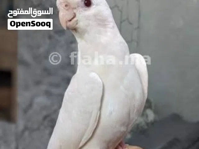 مطلوب انتي البينو