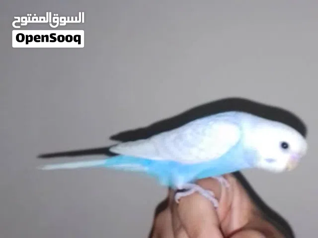 طير مروض وصحته ربي يبارك و مع الشاري منقصروش ان شاء الله