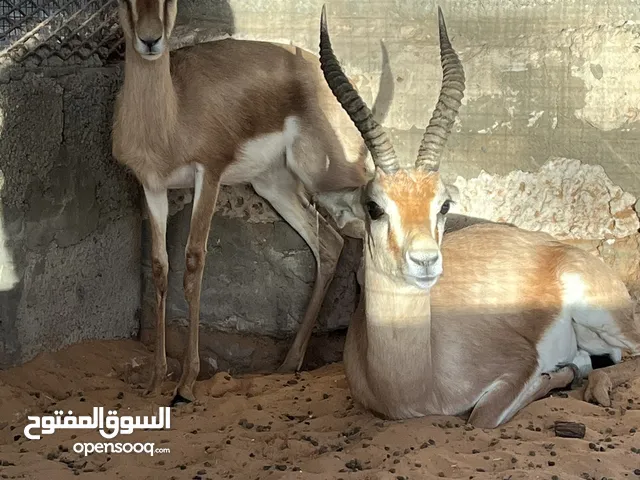 كوبية غزال الريم