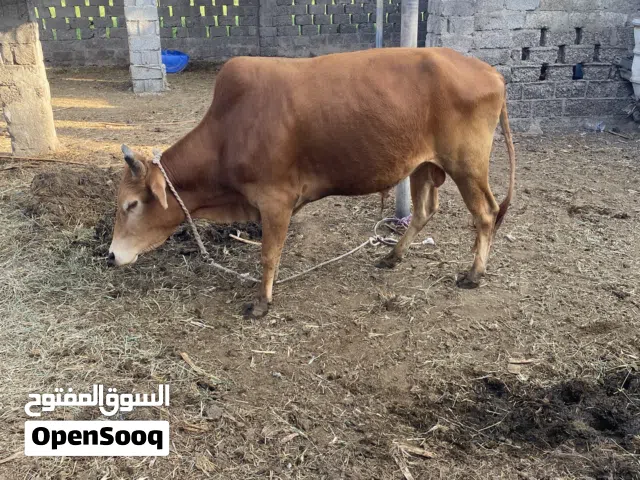 ثور محلي ما شاء الله