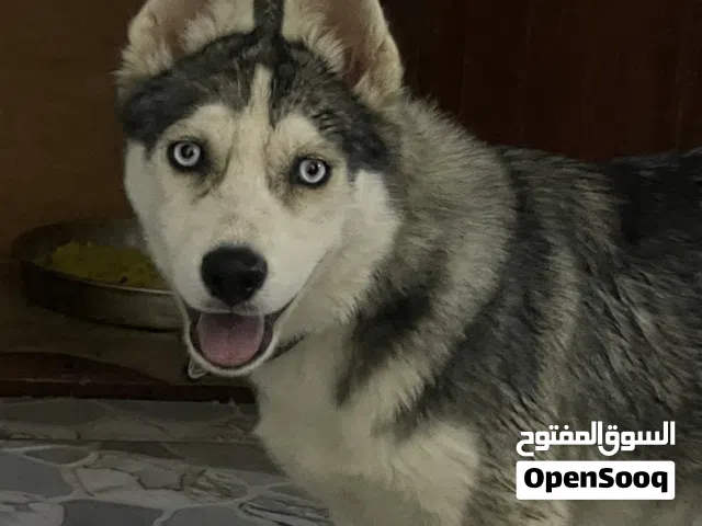 هاسكي عمر 3شهور  ب كتيب