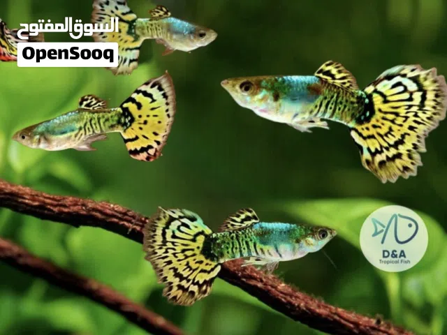 اسماك يلو موسايك ( قوبي )