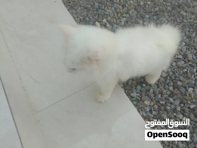 قطھ اليفھ مطلوب 90ريال او سقب بي ايفون او اي شي اخر