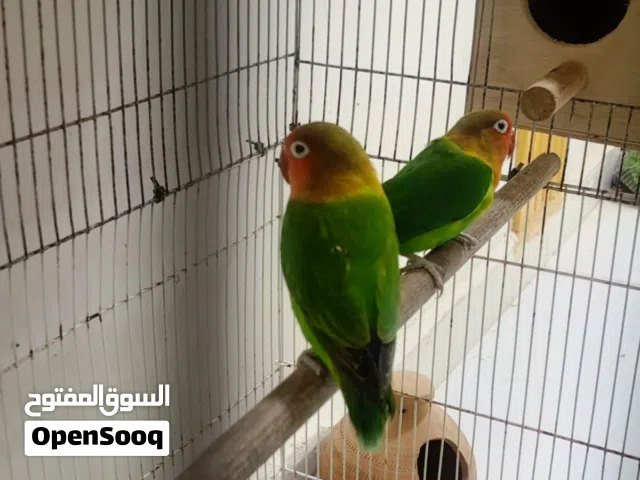 فيشر للبدل فقط