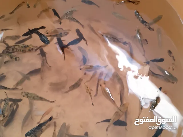 اسماك زينه مولي للبيع