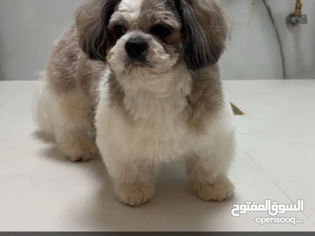 ماعنده اسم ولعوب الجلب