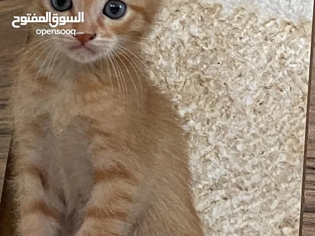 قطط للتبني