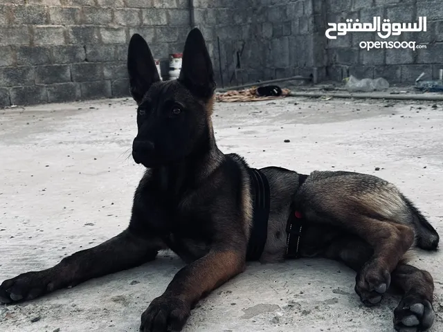 جرو مالينوا 3 شهور وو 20 يوم