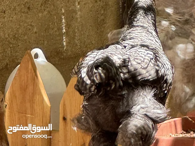 دجاج براهمة