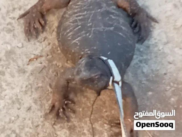 موجود ضب حجم كبير