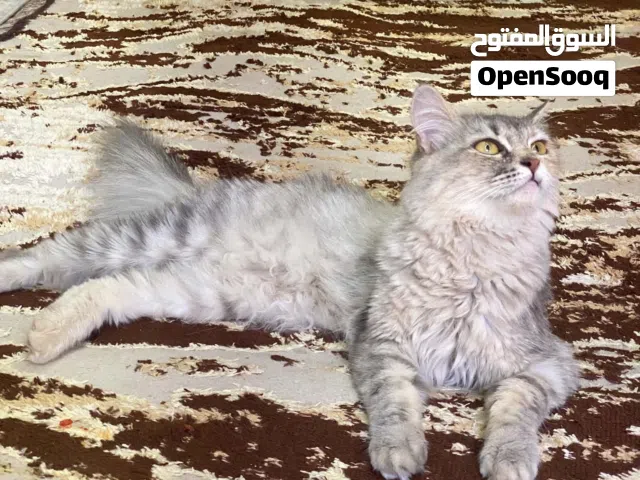 قطة لي التبني بحالة جيدة