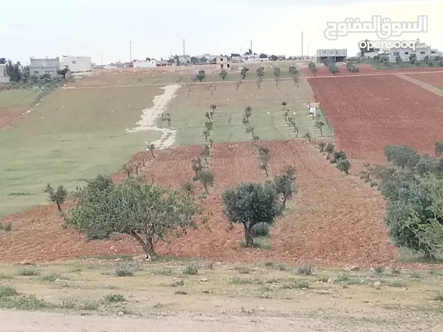 6800م للبيع واصل جميع الخدمات مزروع زيتون فيها بئر جمت ماء كامل القطعه من المالك