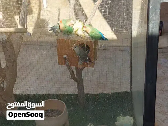 قفص طيور للبيع