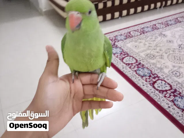 بغبغاء درة أليف ولطيف